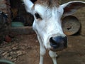 Pet Cows Picture . Cows Child . Pet Desi Cows Children Head