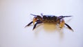 Pet Crab in defence position on white background,