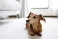 dachshund dog at home