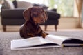 Pet Dachshund Dog Lying On Rug On Lounge Floor At Home Looking At Book