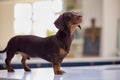 Pet Dachshund Dog Standing On Counter In Kitchen At Home