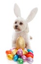 Pet dog animal with easter eggs Royalty Free Stock Photo