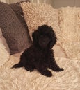 Pet Dog Animal Puppy Textile Poodle