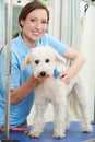 Pet Dog Being Professionally Groomed In Salon Royalty Free Stock Photo