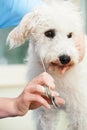 Pet Dog Being Professionally Groomed In Salon Royalty Free Stock Photo