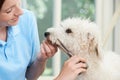 Pet Dog Being Professionally Groomed In Salon Royalty Free Stock Photo