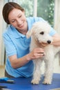 Pet Dog Being Professionally Groomed In Salon Royalty Free Stock Photo