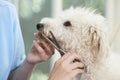 Pet Dog Being Professionally Groomed In Salon Royalty Free Stock Photo