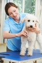 Pet Dog Being Professionally Groomed In Salon