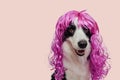 Pet dog border collie wearing colorful curly lilac wig isolated on pink background. Funny puppy in pink wig in carnival Royalty Free Stock Photo