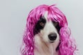 Pet dog border collie wearing colorful curly lilac wig isolated on white background. Funny puppy in pink wig in carnival Royalty Free Stock Photo