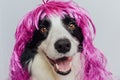 Pet dog border collie wearing colorful curly lilac wig isolated on white background. Funny puppy in pink wig in carnival Royalty Free Stock Photo