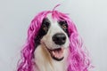 Pet dog border collie wearing colorful curly lilac wig isolated on white background. Funny puppy in pink wig in carnival Royalty Free Stock Photo