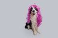 Pet dog border collie wearing colorful curly lilac wig isolated on white background. Funny puppy in pink wig in carnival Royalty Free Stock Photo