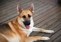 Pet dog on brown deck Royalty Free Stock Photo