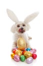 Pet dog bunny ears easter eggs Royalty Free Stock Photo