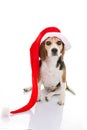 Pet dog christmas holiday gift or present Royalty Free Stock Photo