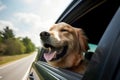Pet dog enjoys a relaxing car ride, soaking up the sunshine and feeling breeze