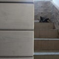 Pet dog German shepherd resting on the stairs. Royalty Free Stock Photo