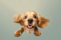background dog flies pet jump cute doggy white purebred animal fly. Generative AI.