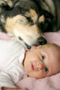 Pet Dog Kissing Newborn Baby Girl Royalty Free Stock Photo