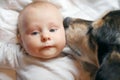 Pet Dog Kissing Two Month Old Baby Royalty Free Stock Photo