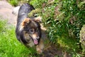 Pet dog on a leash near the house. Dog guards housing in the open air. A beautiful furry animal with black fur