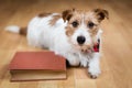 Pet dog listening on an old book, back to school or puppy training