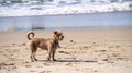 Pet dog looking for owner on the beach. Royalty Free Stock Photo