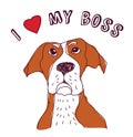 Pet dog love boss isolate on white. Royalty Free Stock Photo