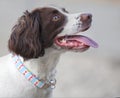 Pet dog with new collar Royalty Free Stock Photo
