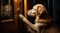 pet dog opening door Royalty Free Stock Photo