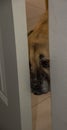 Pet dog peeps through a crack in the door Royalty Free Stock Photo