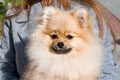 Pet dog Pomeranian brown Pomeranian, head in the hands of a girl