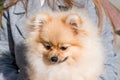 Pet dog Pomeranian brown Pomeranian, head in the hands of a girl