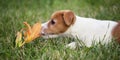 Pet dog puppy smelling flower Royalty Free Stock Photo