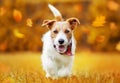 Pet dog puppy walking in the grass, orange autumn fall background
