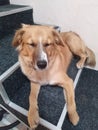 Pet dog resting on the stairs Royalty Free Stock Photo