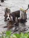 Pet dog sea Royalty Free Stock Photo