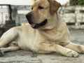 Pet dog sitting on floor