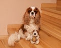 Pet dog sitting with his toy on the stairs at home looking at the camera. Cavalier King Charles Spaniel. Close-up photo. Domestic