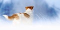 Pet dog standing in the snowy winter grass