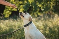 Pet dog taking a CBD hemp oil, licking a dropper