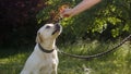 Pet dog taking a CBD hemp oil, licking a dropper