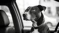 pet dog waiting in car Royalty Free Stock Photo