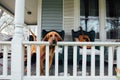 Pet dog waits for owner on porch