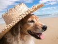 Pet dog wearing a straw sun hat at the beach