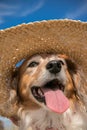 Pet dog wearing a straw sun hat at the beach