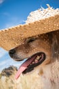 Pet dog wearing a straw sun hat at the beach