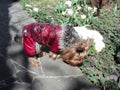 pet dog york dressed in a costume stands on a path near flowers Royalty Free Stock Photo